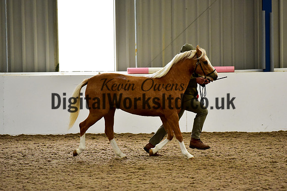 NECWPCA-SUMMER-WELSH-SILVER-MEDAL-SHOW (30 of 46)