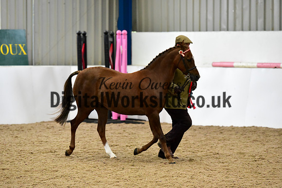 NECWPCA-SUMMER-WELSH-SILVER-MEDAL-SHOW (10 of 75)