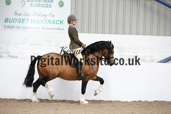NECWPCA-SUMMER-WELSH-SILVER-MEDAL-SHOW (256 of 315)