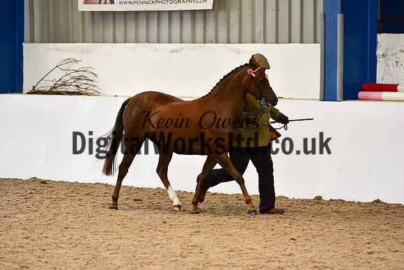 NECWPCA-SUMMER-WELSH-SILVER-MEDAL-SHOW (41 of 150)