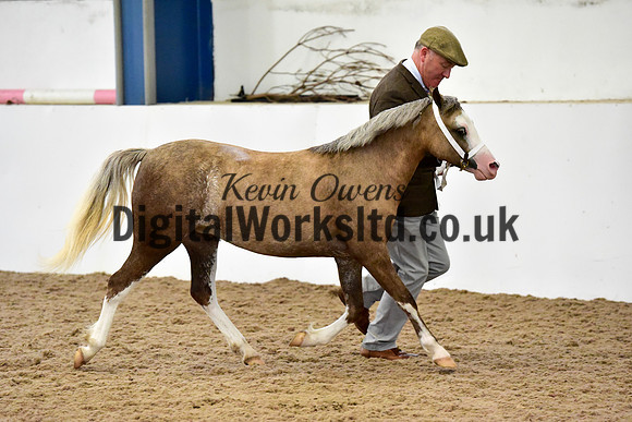 NECWPCA-SUMMER-WELSH-SILVER-MEDAL-SHOW (52 of 61)
