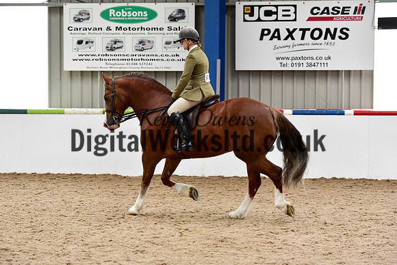 NECWPCA-SUMMER-WELSH-SILVER-MEDAL-SHOW (225 of 325)