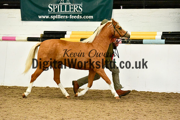 NECWPCA-SUMMER-WELSH-SILVER-MEDAL-SHOW (31 of 46)