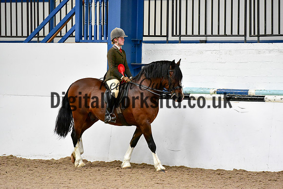 NECWPCA-SUMMER-WELSH-SILVER-MEDAL-SHOW (56 of 92)