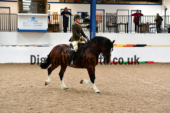 NECWPCA-SUMMER-WELSH-SILVER-MEDAL-SHOW (6 of 100)