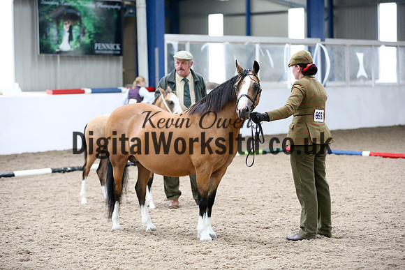 NECWPCA-SUMMER-WELSH-SILVER-MEDAL-SHOW (44 of 427)