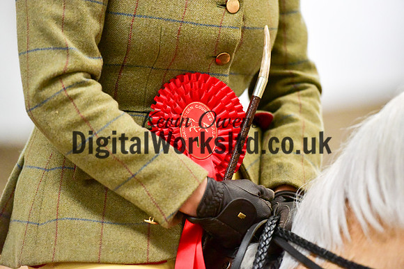 NECWPCA-SUMMER-WELSH-SILVER-MEDAL-SHOW (101 of 325)