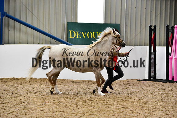 NECWPCA-SUMMER-WELSH-SILVER-MEDAL-SHOW (8 of 91)