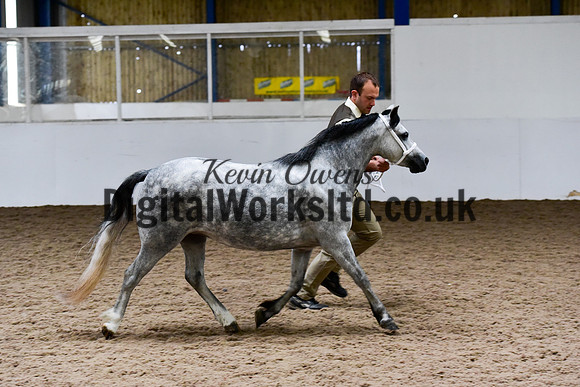 NECWPCA-SUMMER-WELSH-SILVER-MEDAL-SHOW (11 of 427)