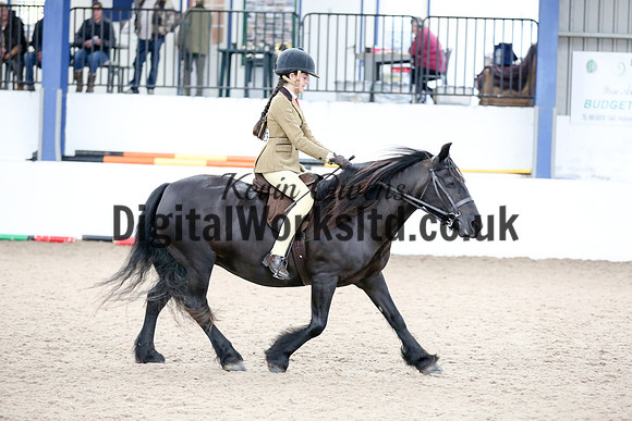 NECWPCA-SUMMER-WELSH-SILVER-MEDAL-SHOW (9 of 120)