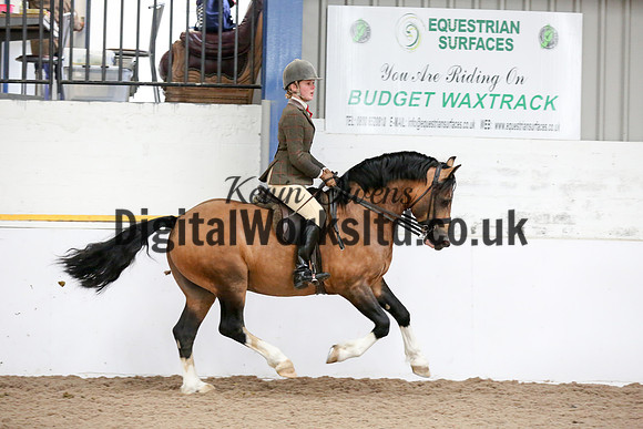 NECWPCA-SUMMER-WELSH-SILVER-MEDAL-SHOW (276 of 315)