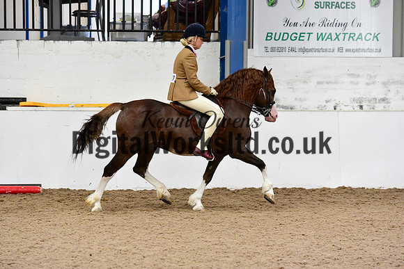 NECWPCA-SUMMER-WELSH-SILVER-MEDAL-SHOW (32 of 92)