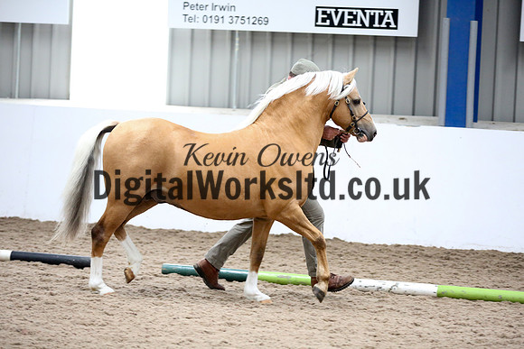 NECWPCA-SUMMER-WELSH-SILVER-MEDAL-SHOW (2 of 305)