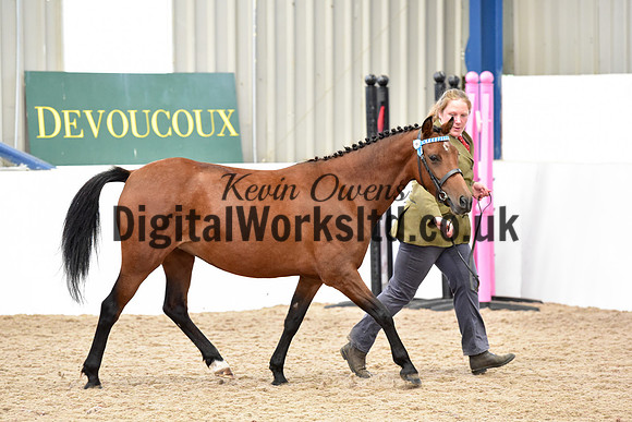 NECWPCA-SUMMER-WELSH-SILVER-MEDAL-SHOW (47 of 150)