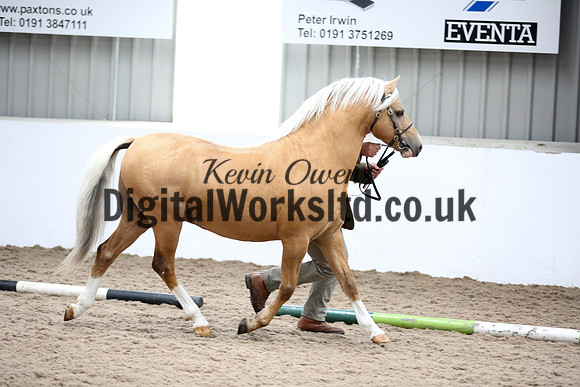 NECWPCA-SUMMER-WELSH-SILVER-MEDAL-SHOW (1 of 305)