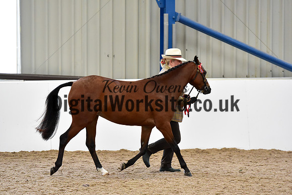 NECWPCA-SUMMER-WELSH-SILVER-MEDAL-SHOW (12 of 104)