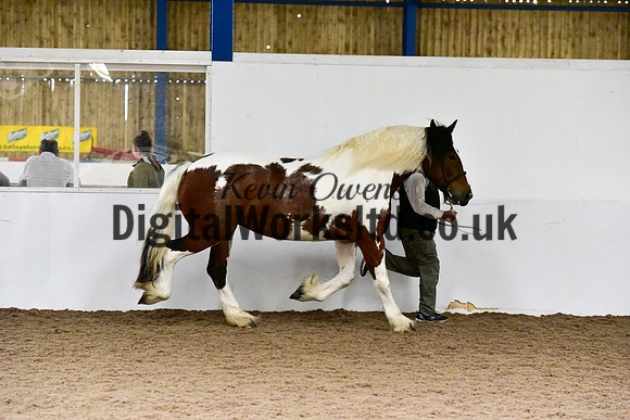 NECWPCA-SUMMER-WELSH-SILVER-MEDAL-SHOW (24 of 150)