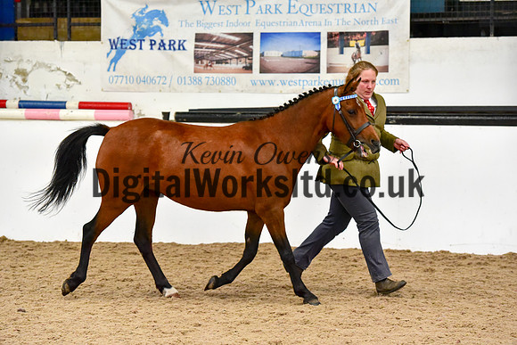 NECWPCA-SUMMER-WELSH-SILVER-MEDAL-SHOW (45 of 150)