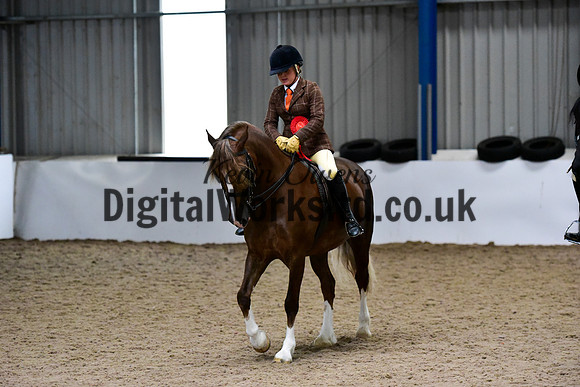 NECWPCA-SUMMER-WELSH-SILVER-MEDAL-SHOW (262 of 315)