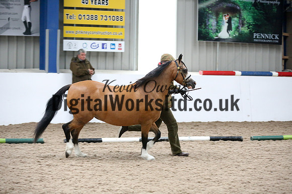 NECWPCA-SUMMER-WELSH-SILVER-MEDAL-SHOW (30 of 427)