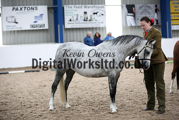 NECWPCA-SUMMER-WELSH-SILVER-MEDAL-SHOW (1 of 412)