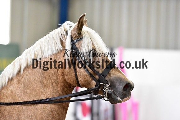 NECWPCA-SUMMER-WELSH-SILVER-MEDAL-SHOW (154 of 325)