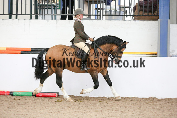 NECWPCA-SUMMER-WELSH-SILVER-MEDAL-SHOW (250 of 315)