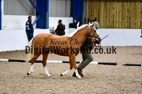 NECWPCA-SUMMER-WELSH-SILVER-MEDAL-SHOW (7 of 13)