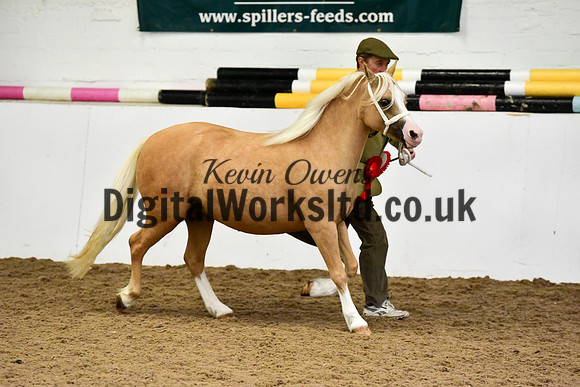 NECWPCA-SUMMER-WELSH-SILVER-MEDAL-SHOW (26 of 46)