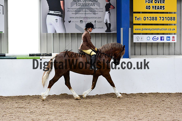 NECWPCA-SUMMER-WELSH-SILVER-MEDAL-SHOW (204 of 325)