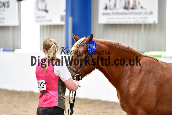 NECWPCA-SUMMER-WELSH-SILVER-MEDAL-SHOW (7 of 46)
