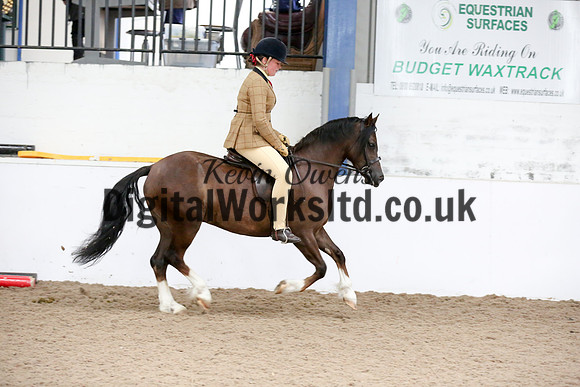 NECWPCA-SUMMER-WELSH-SILVER-MEDAL-SHOW (261 of 315)