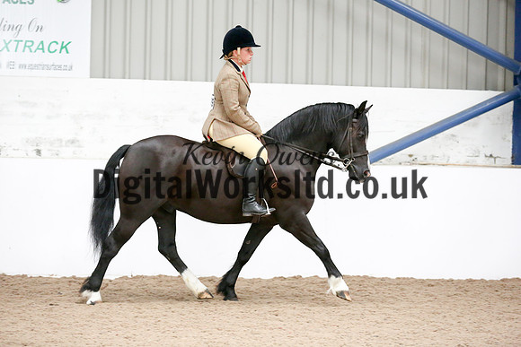 NECWPCA-SUMMER-WELSH-SILVER-MEDAL-SHOW (248 of 315)