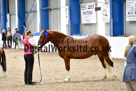 NECWPCA-SUMMER-WELSH-SILVER-MEDAL-SHOW (8 of 46)