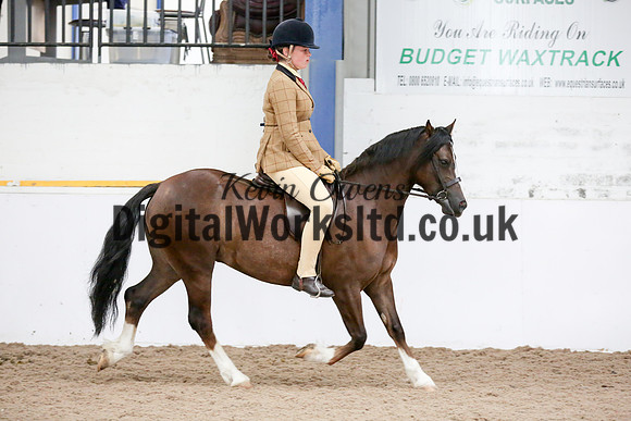 NECWPCA-SUMMER-WELSH-SILVER-MEDAL-SHOW (239 of 315)