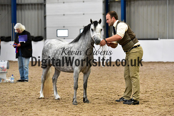 NECWPCA-SUMMER-WELSH-SILVER-MEDAL-SHOW (5 of 427)