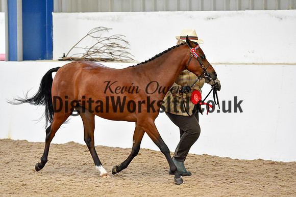 NECWPCA-SUMMER-WELSH-SILVER-MEDAL-SHOW (13 of 104)