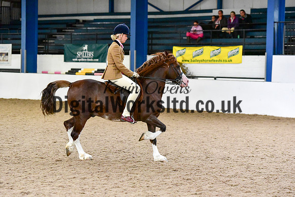 NECWPCA-SUMMER-WELSH-SILVER-MEDAL-SHOW (51 of 92)