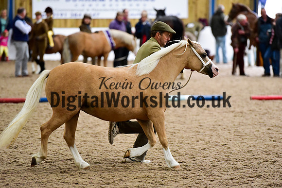 NECWPCA-SUMMER-WELSH-SILVER-MEDAL-SHOW (3 of 13)