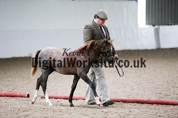 NECWPCA-SUMMER-WELSH-SILVER-MEDAL-SHOW (13 of 427)