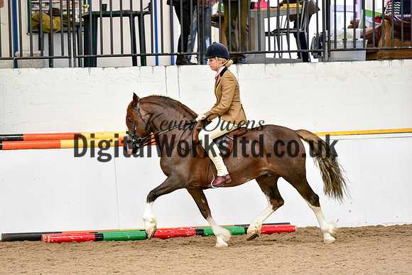 NECWPCA-SUMMER-WELSH-SILVER-MEDAL-SHOW (48 of 92)