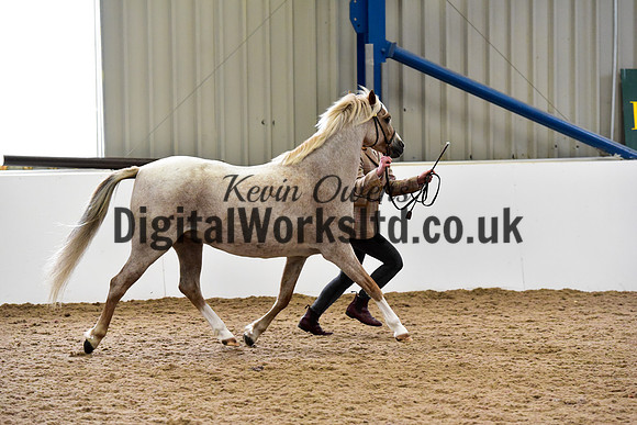 NECWPCA-SUMMER-WELSH-SILVER-MEDAL-SHOW (21 of 61)