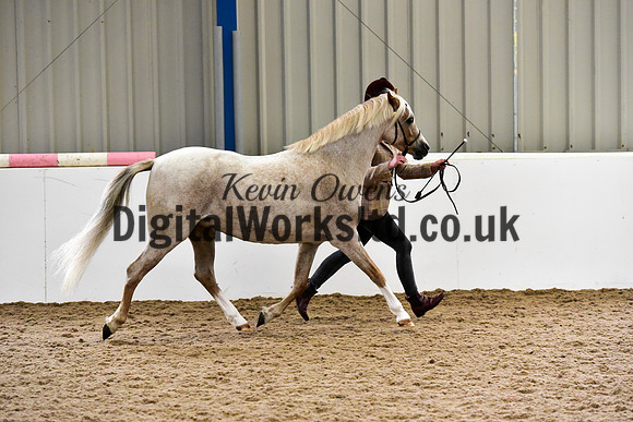 NECWPCA-SUMMER-WELSH-SILVER-MEDAL-SHOW (20 of 61)