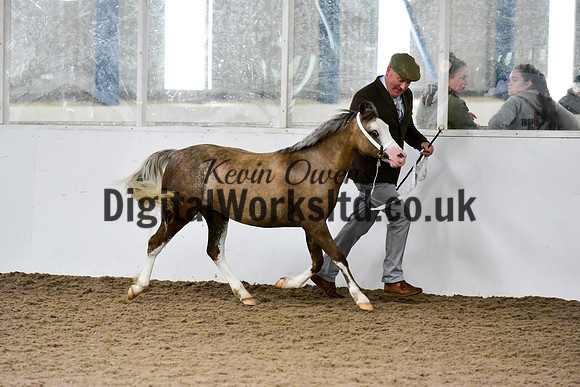 NECWPCA-SUMMER-WELSH-SILVER-MEDAL-SHOW (54 of 61)