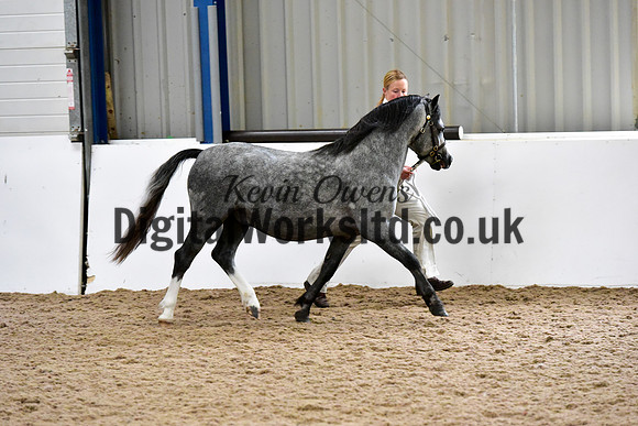 NECWPCA-SUMMER-WELSH-SILVER-MEDAL-SHOW (8 of 305)