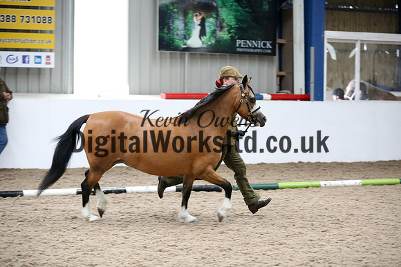 NECWPCA-SUMMER-WELSH-SILVER-MEDAL-SHOW (31 of 427)