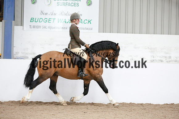 NECWPCA-SUMMER-WELSH-SILVER-MEDAL-SHOW (255 of 315)