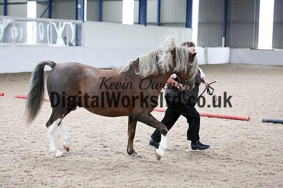 NECWPCA-SUMMER-WELSH-SILVER-MEDAL-SHOW (13 of 305)