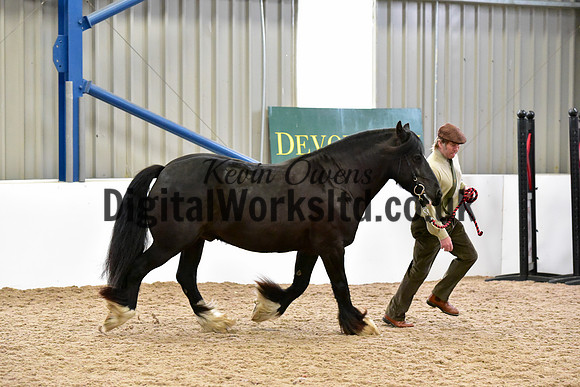 NECWPCA-SUMMER-WELSH-SILVER-MEDAL-SHOW (58 of 61)