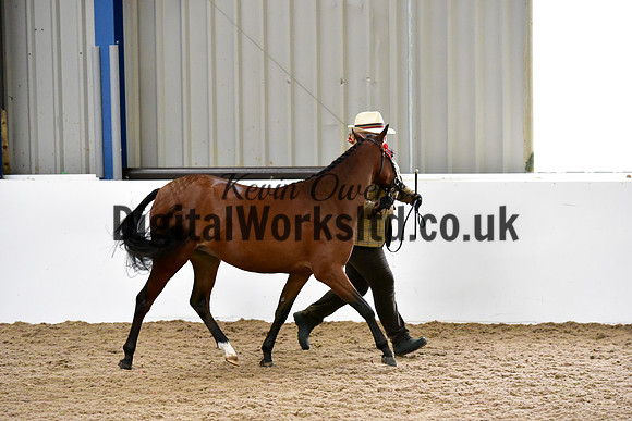 NECWPCA-SUMMER-WELSH-SILVER-MEDAL-SHOW (44 of 61)
